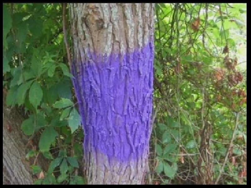 Purple-Tree